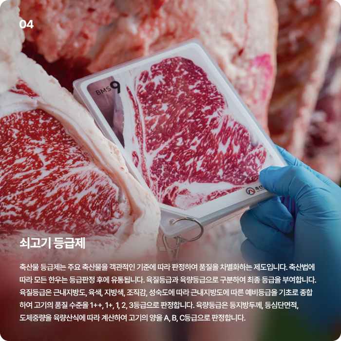 쇠고기 등급제