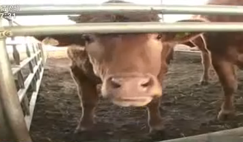 2011.04.17 MBC 고향이 좋다.png