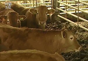 2009.10.11 MBC 그린실버 고향이 좋다.jpg