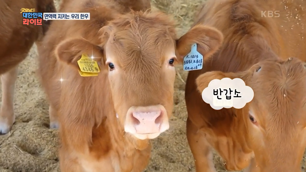 굿모닝 대한민국 라이브.png