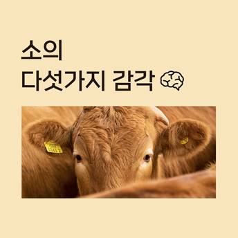 PC_24_소의-다섯가지-감각.jpg