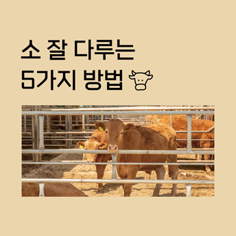 PC_28_소를-잘-다루는-5가지-방법.jpg