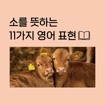 PC_29_소를-뜻하는-11가지-영어-표현.jpg
