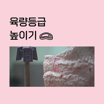 PC_32_육량등급-높이기.jpg