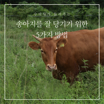 PC_39_송아지를-잘-당기기-위한-5가지-방법.jpg